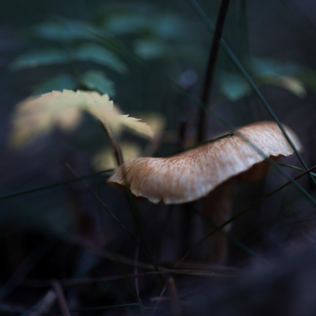 Paddenstoel abstract