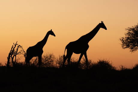 “Giraffen in Gouden Licht – Zonsondergangen van Namibië”