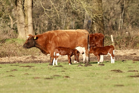 Brand rode runderen met kalfjes