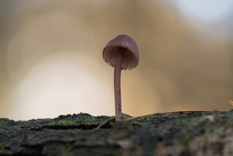 Bloedsteelmycena