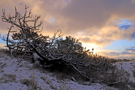 sneeuw in de duinen