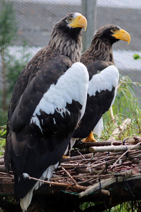 Duo stellers zeearend