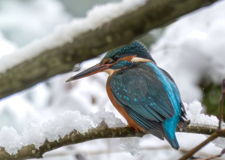 IJsvogel in de sneeuw 