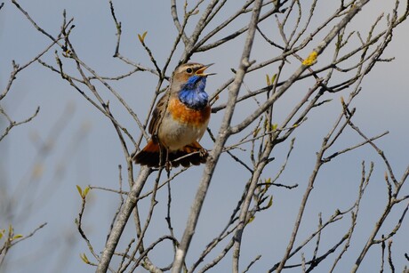 Blauwborst 