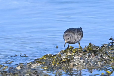 Paarse strandloper.