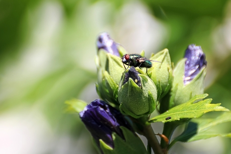 groene vleesvlieg