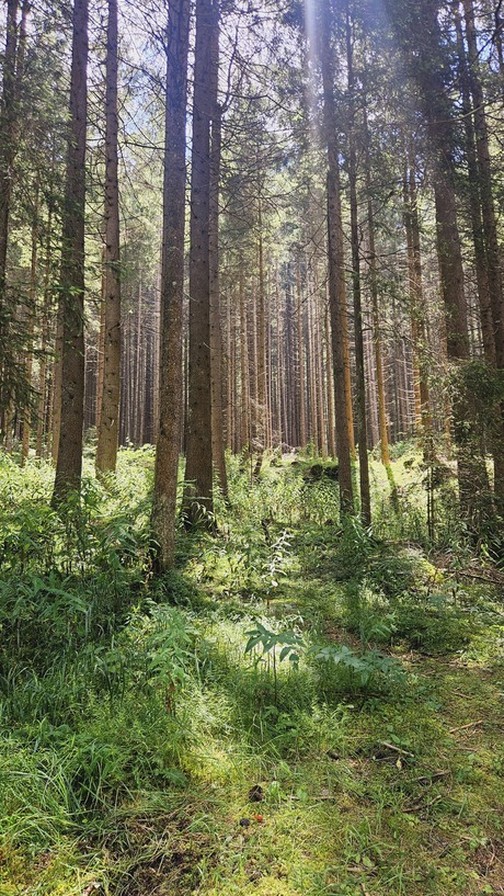 Forest italy