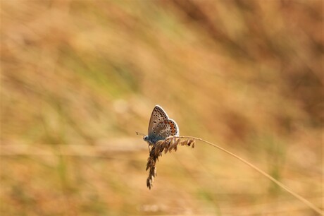 Icarus Blauwtje