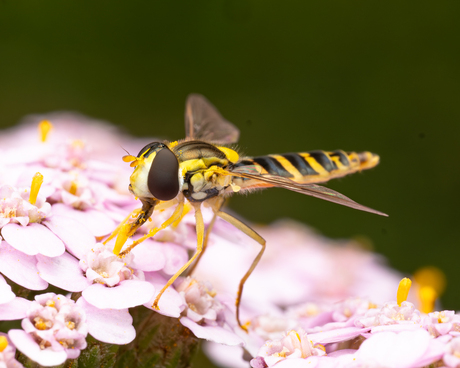 focalpointnarratives