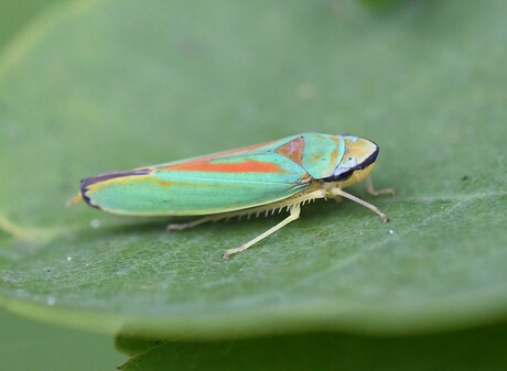 Rododendroncicade Graphocephala fennahi 