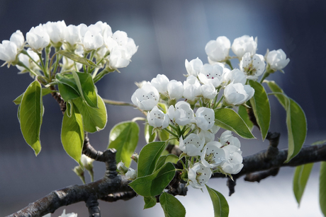 Bloesem van de perenboom