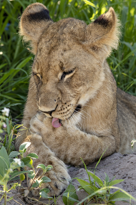 Spa-dag voor de kleine koningin