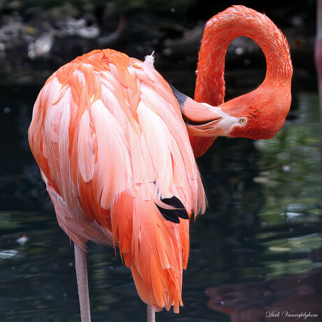 flamingo