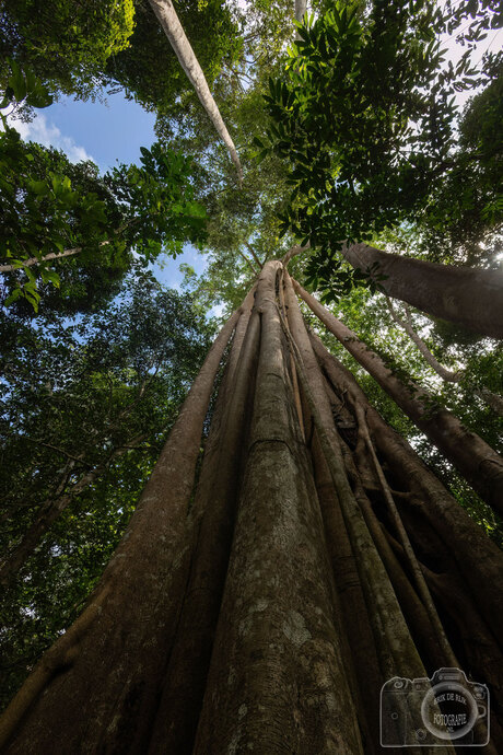 Gigantische boom in NP Khao Yai, Thailand.