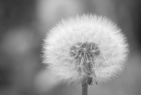 Taraxacum erythrospermum 😉