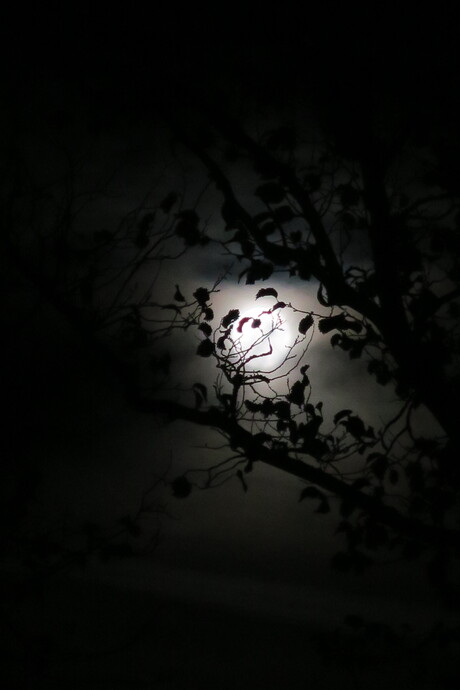 Zie de maan schijnt door de bomen…