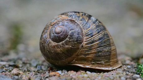 Slakkenhuis 