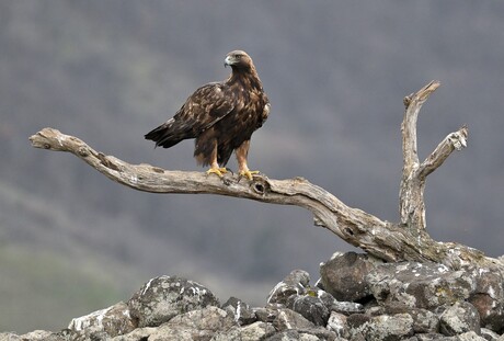 Golden Eagle