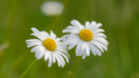 Margriet 