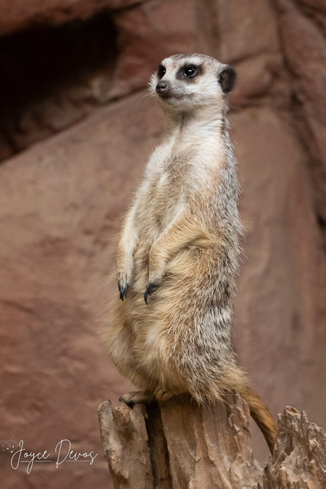 Guarding the Silence