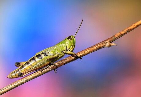 Sprinkhaantje.