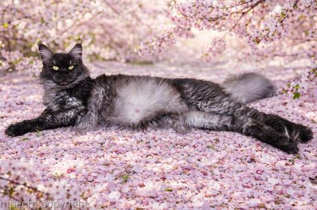 Zelda ChaGIDAbuba maine coon