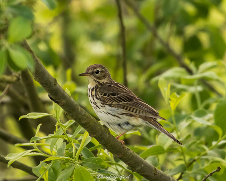 Graspieper in het Groen 