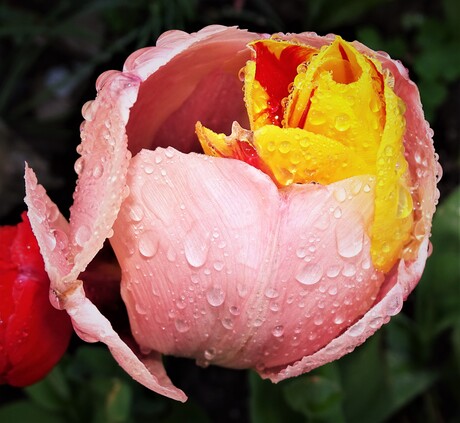 Verliefde tulpen