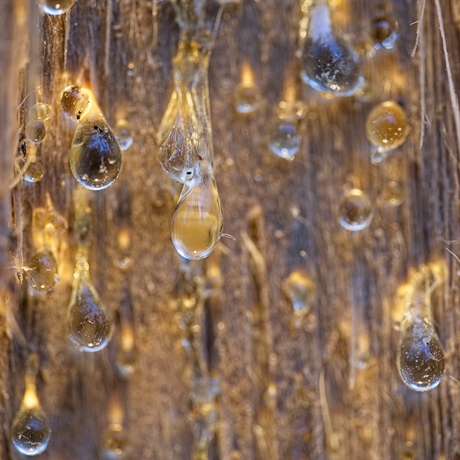 Hars op een boomwond van een spar