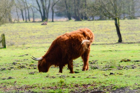 Schotse Hooglander lekker aan het grazen