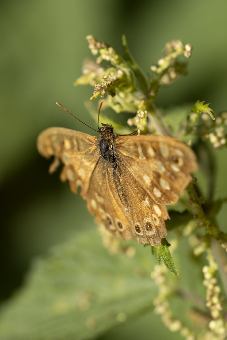 Bont zandoogje in de ochtendzon