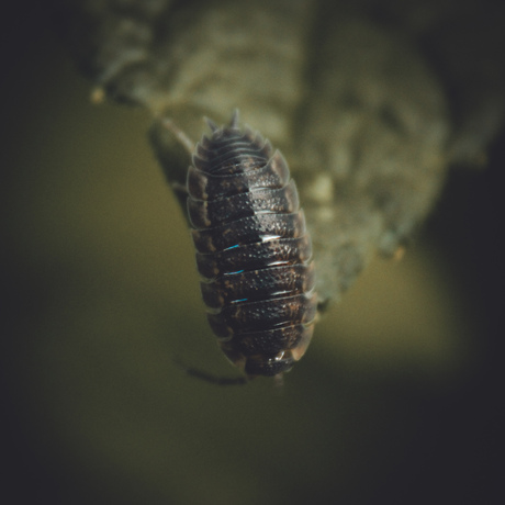 pissenbed op een blad gevonden
