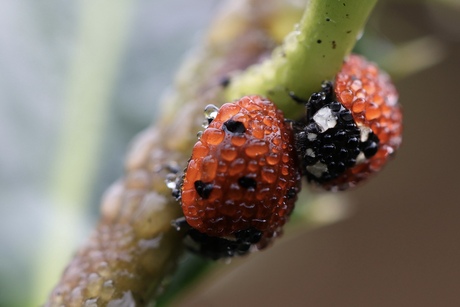 Lieveheersbeestjes met dauwdruppels