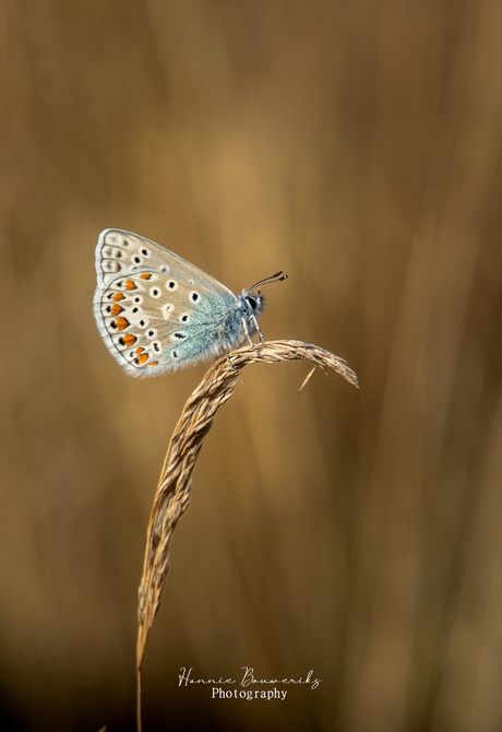 Blauwtje