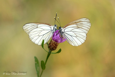Geaderde witjes
