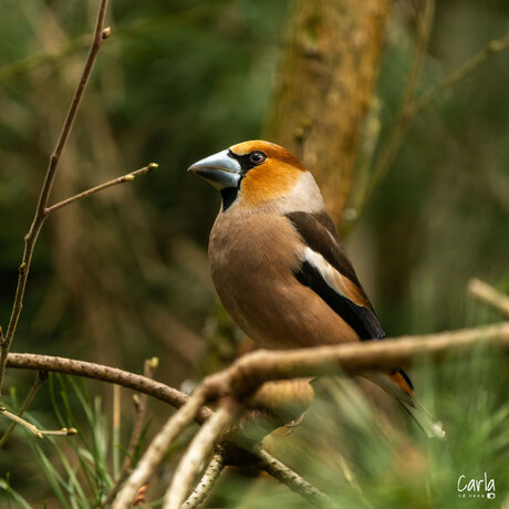 Appelvink