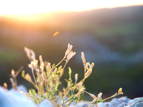 Zonsondergang in de Provence  