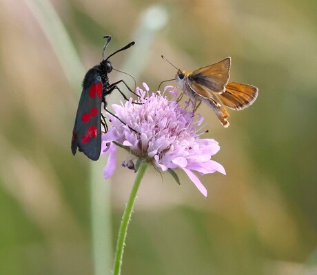 Samen delen