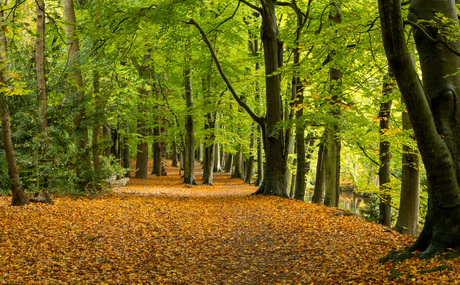 Herfst in Clingendael