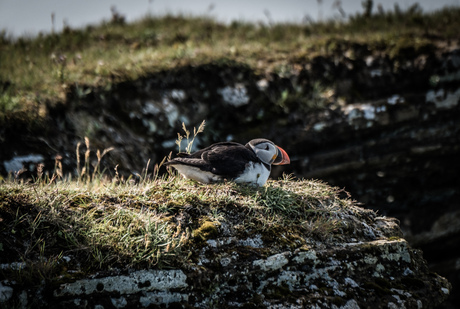 Puffin
