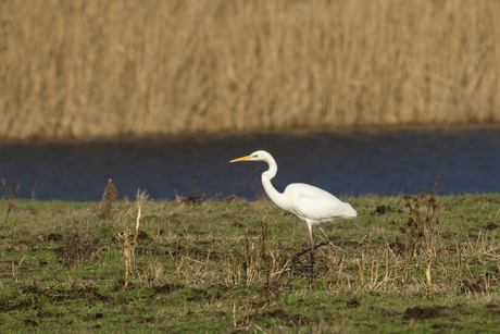 Grote zilverreiger in de zon