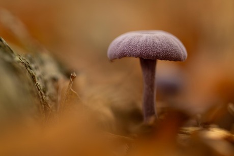 Amethistzwam in het bos.