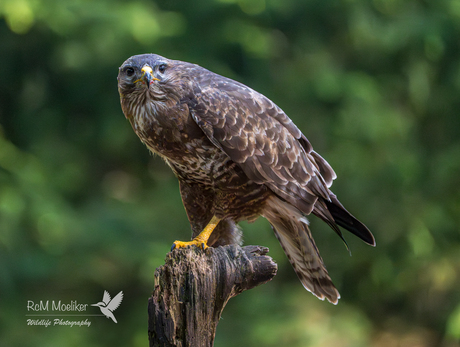 De buizerd.
