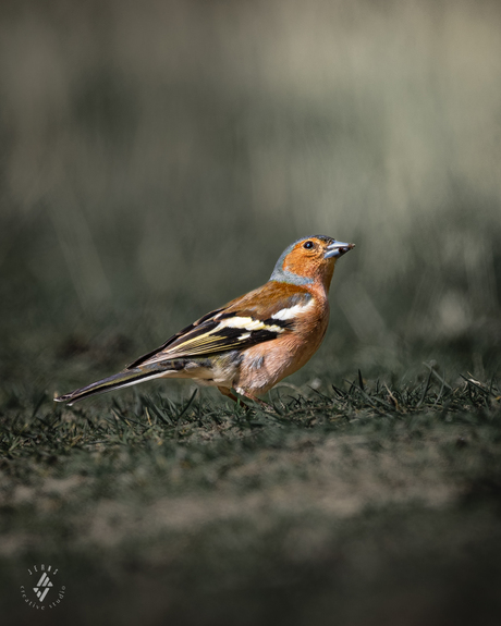 De vink