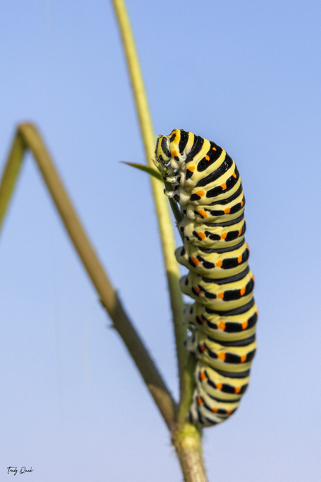 rups Koninginnenpage