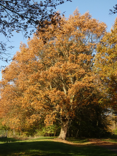 herfst in natuurpark