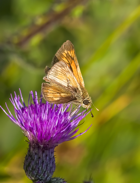 Dikkopje  (Hesperiidae) 