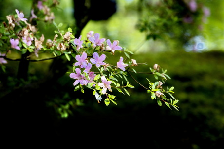 Japanse tuin 3