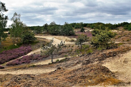 Loonse en Drunense duinen