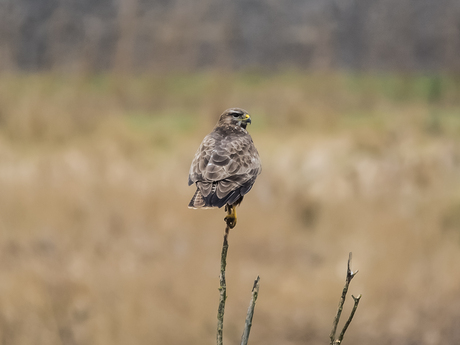 buizerd